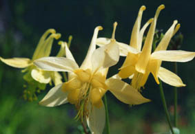 Aquilegia flavescens